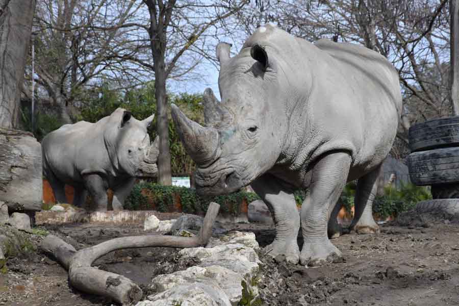 Bioparco di Roma “Rinoceronti”.