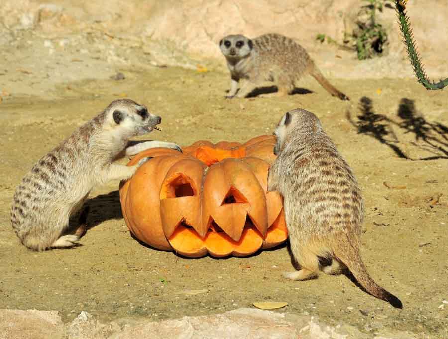 Incontra la Natura e Scopri le Meraviglie del Bioparco.