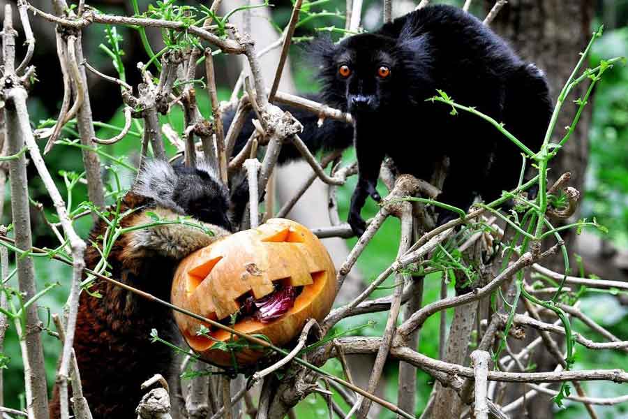 Incontra la Natura e Scopri le Meraviglie del Bioparco.