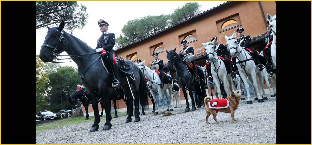 “Mi fa un baffo il gatto nero Festival” 2024: 