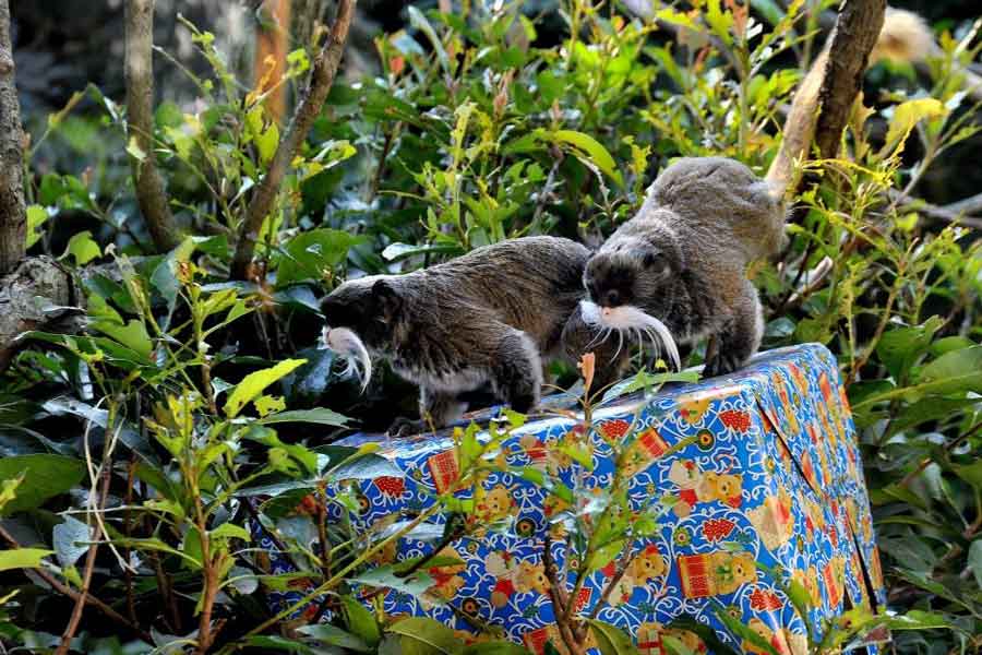 Natale al Bioparco: Giochi e Scoperte per Tutti.