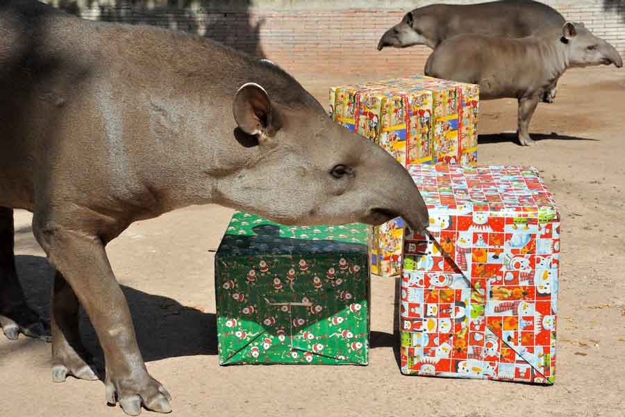 Natale al Bioparco: Giochi e Scoperte per Tutti.