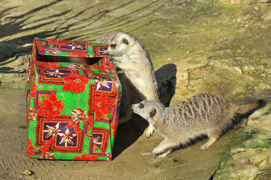 Natale al Bioparco due piccoli suricati con i pacchi