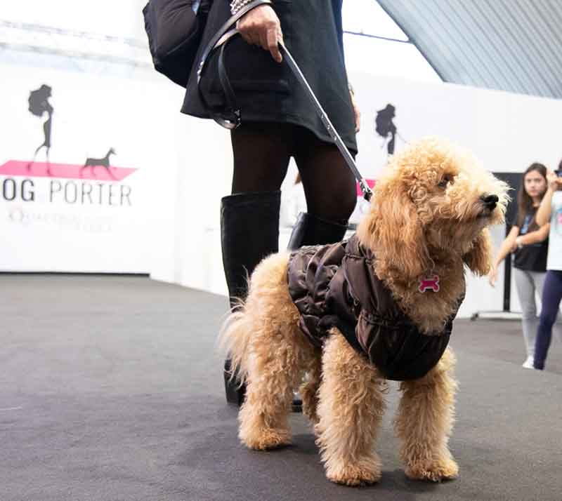 Pet-Friendly il Grande Festival un cane fatico