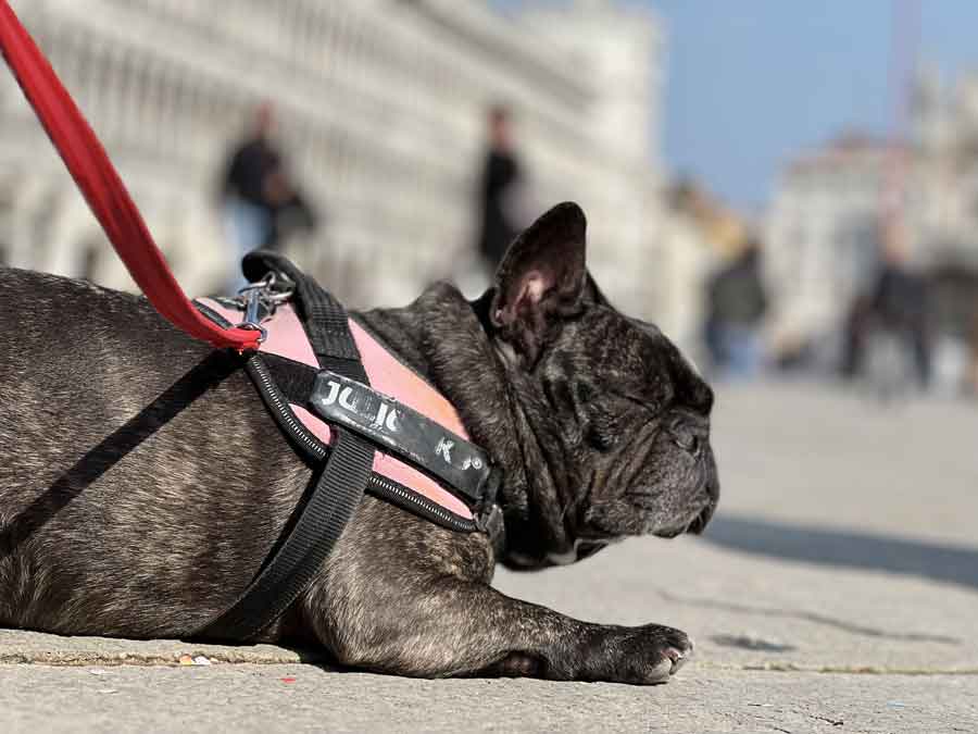 Pet-Turismo Culturale un riposino guardando la città